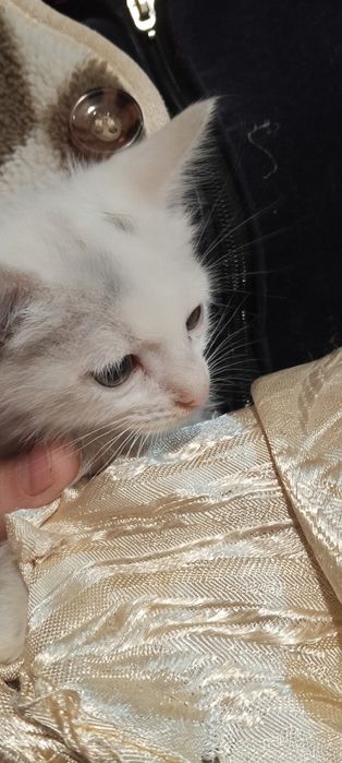 Котенок бесплатно