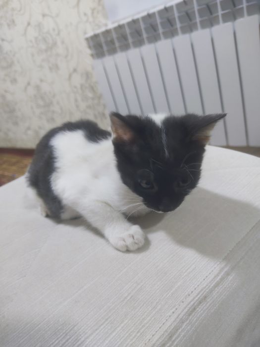 Отдаётся котёнок в хорошие руки