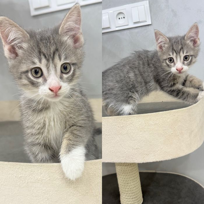 Отдам котят в добрые руки
