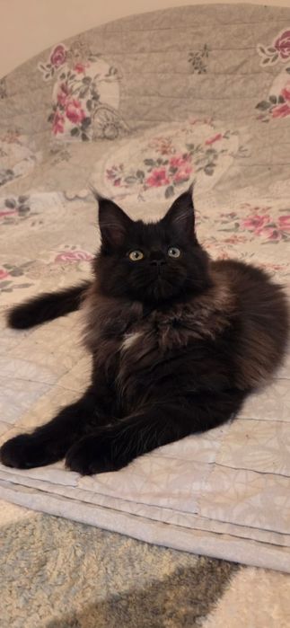 Motanel Maine Coon XXL