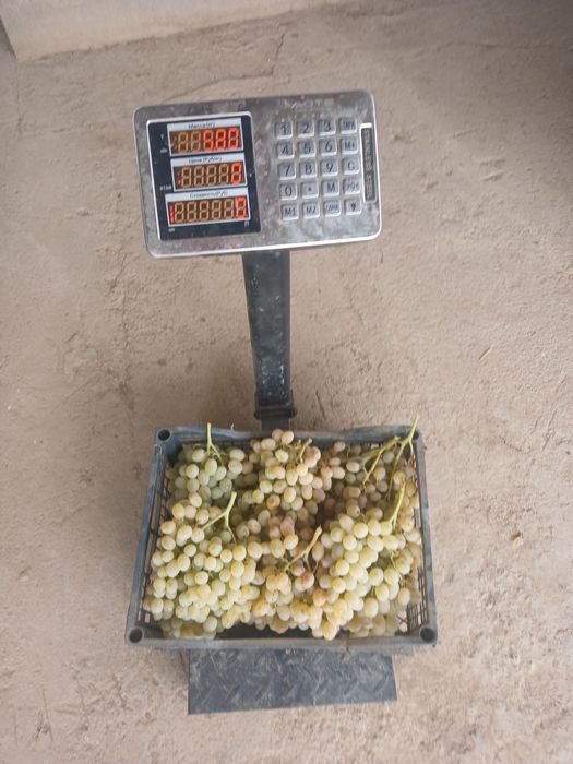 Жузим тайпи сорт