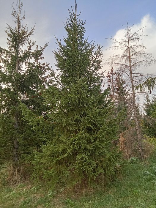 Ёлки  крупномеры