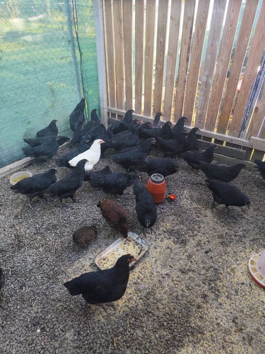 Gaini rasa Australorp si Araucana