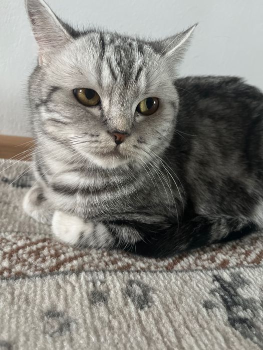 Кошка только в хорошие руки