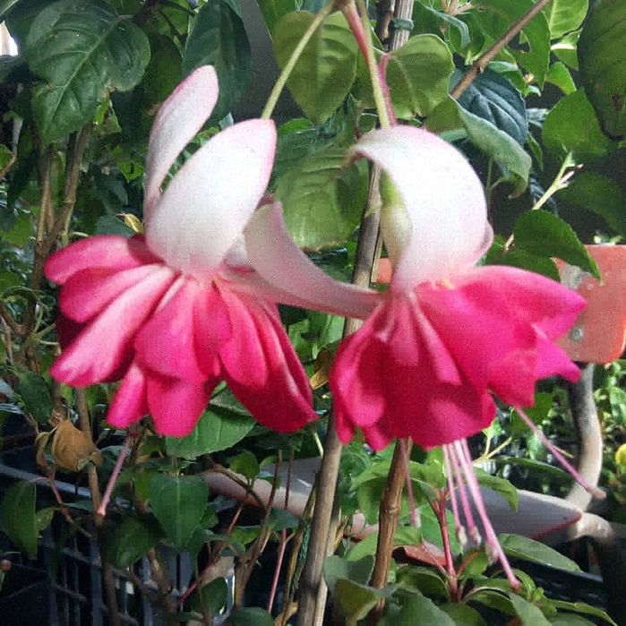 Фуксии сортовые махровые