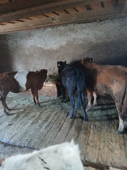 Vand 4 juninci si un taureac