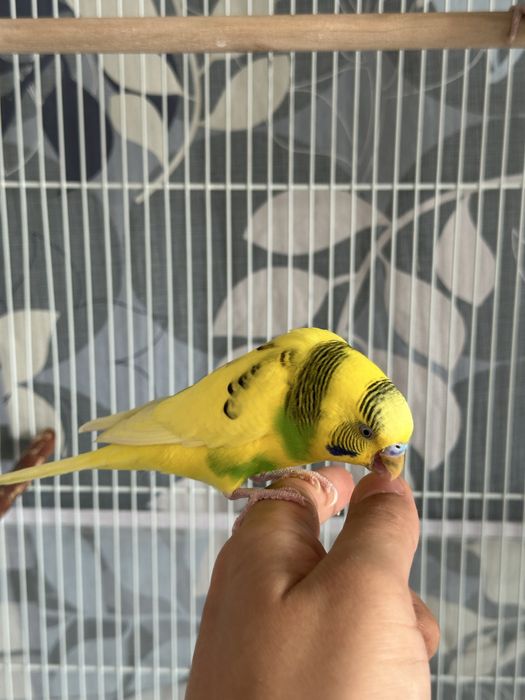 Пара волнистые попугаи