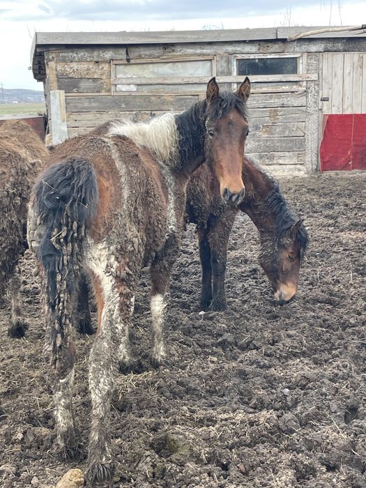 Продам кобылку молодую