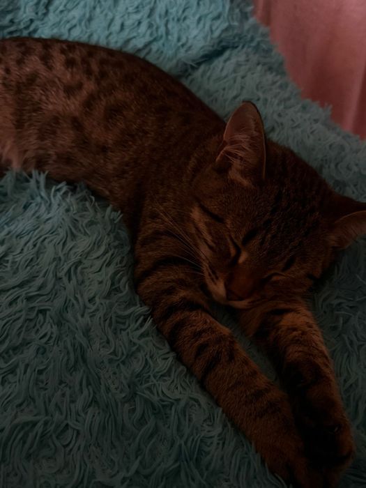 Животные домашний кот