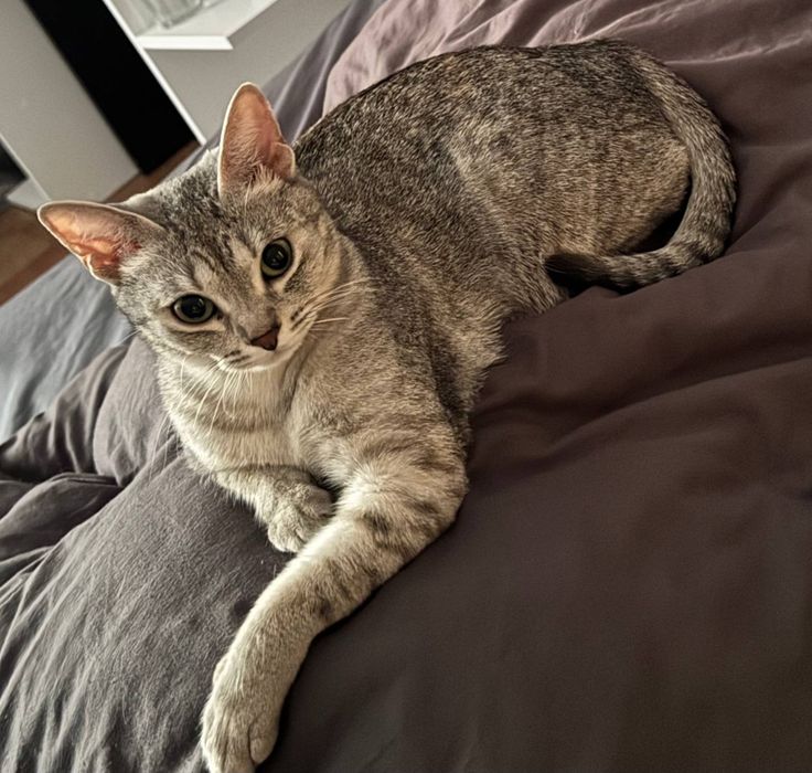 Отдам кошечку в хорошем руки