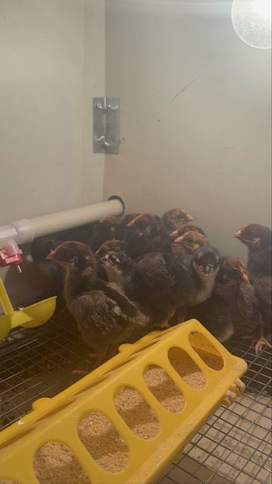 Кучинская юбилейнаяСицевая