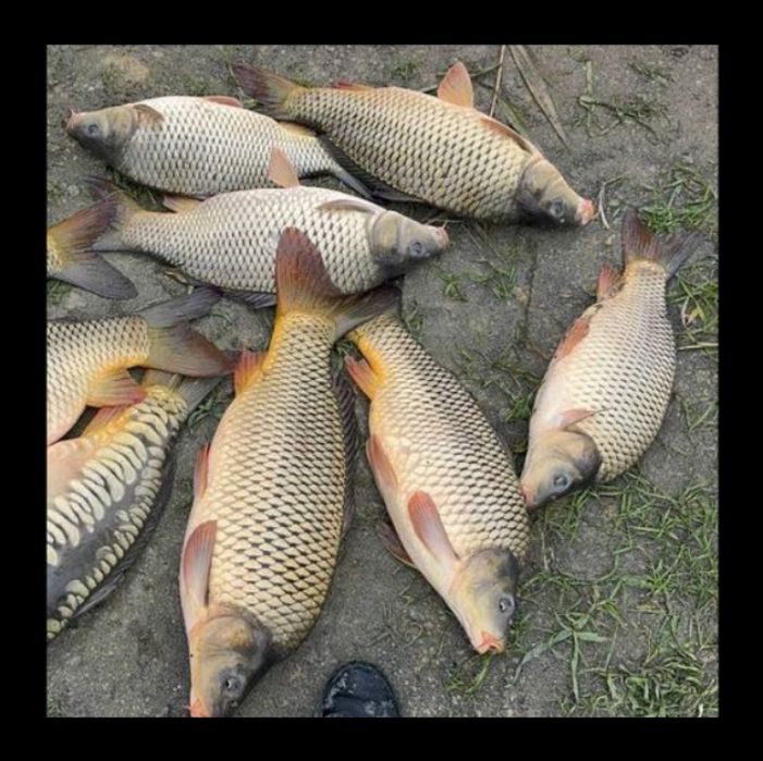 Baliq boqish uchun SAZAN baliq bor