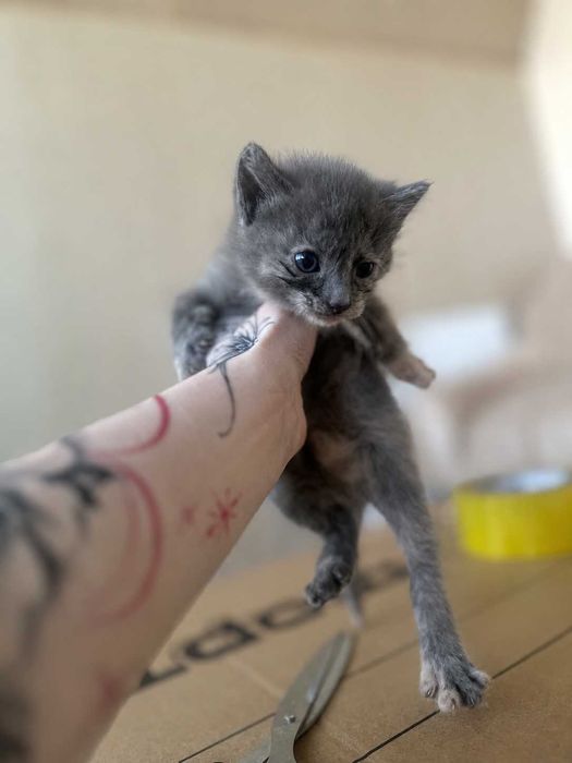 Котятки, около месяца