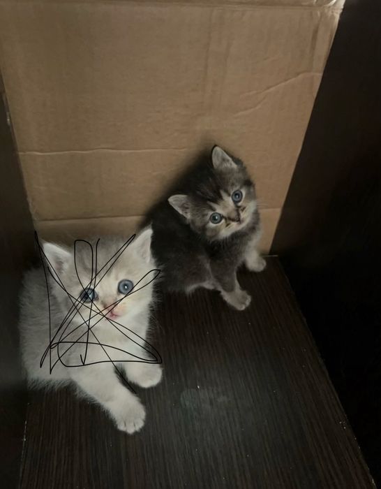 Девочка в хорошие руки