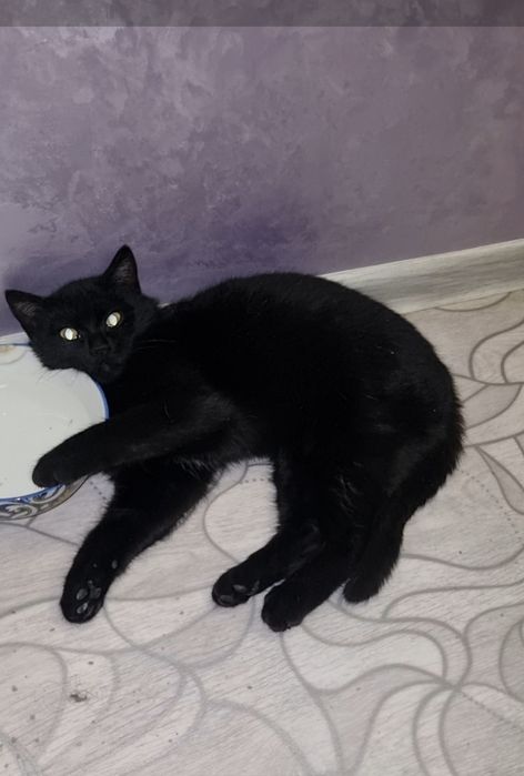 Кокос ищет дом. Доставлю!