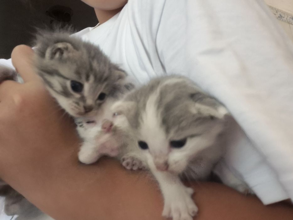 Животные  котёнок