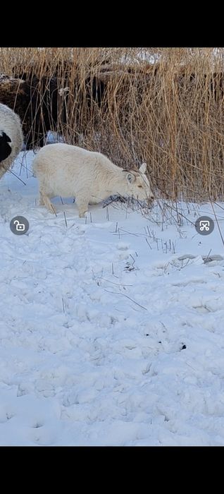 Продам козу годовалая