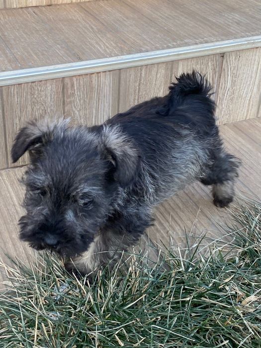 Мини Шнауцер ,Цверг Шнауцер