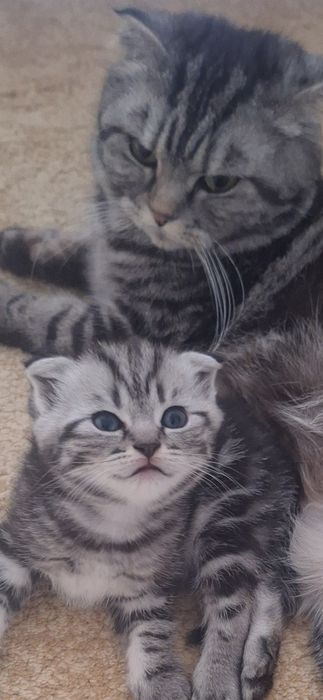 Котятки шотландские