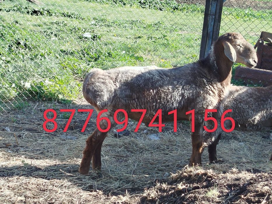 Продам кошкара продам