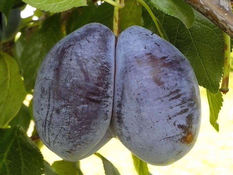 Prune bio pentru țuică