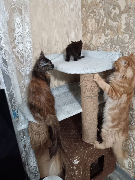 В добрые руки мейкунов.