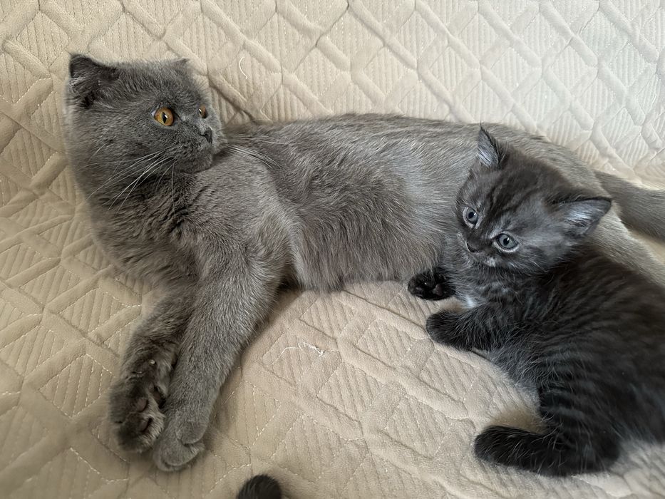 Два мальчика дымчатые