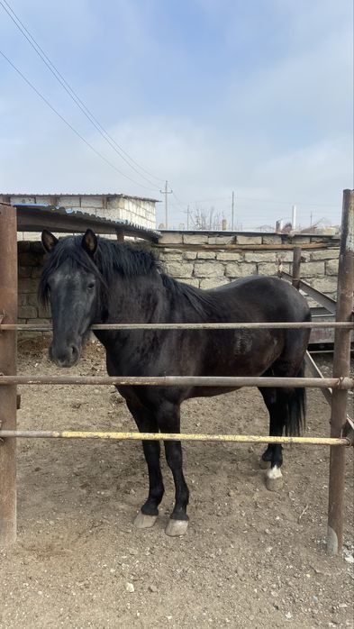 Жылқы сатылады 3 жасар