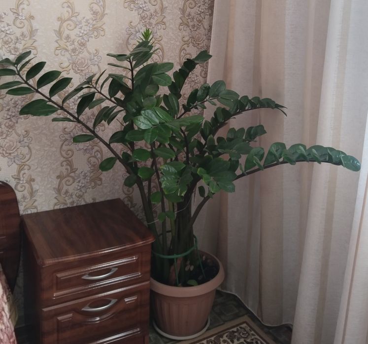 Продам замиокулькас, взрослое растение