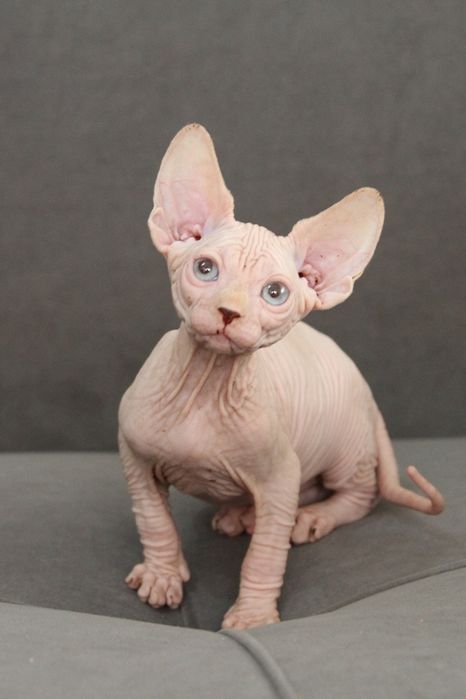 Малыши - Сфинксы