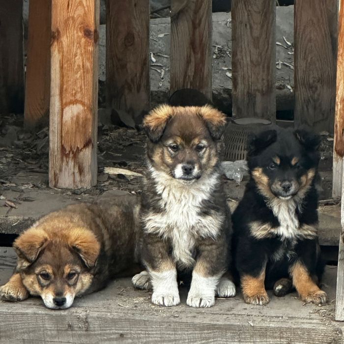 Отдам очаровательных щенков!!!
