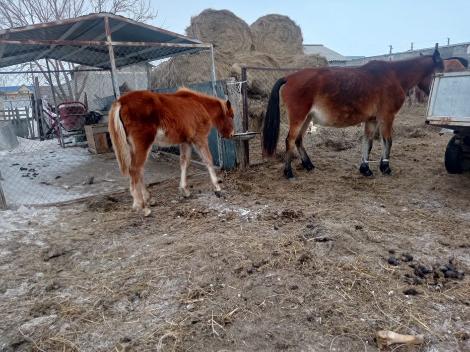 Жабағы сатылады урғашы