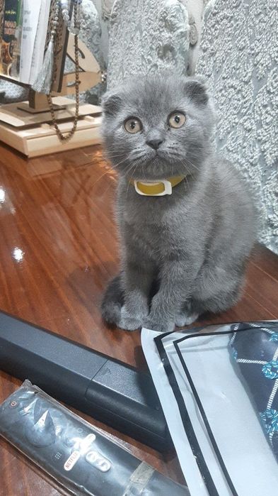 Скоттиш   фолд  мушук