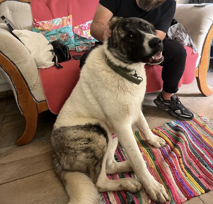 Ciobanesc de Bucovina metis