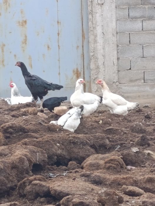 Продаются куры домашние и бойцовые