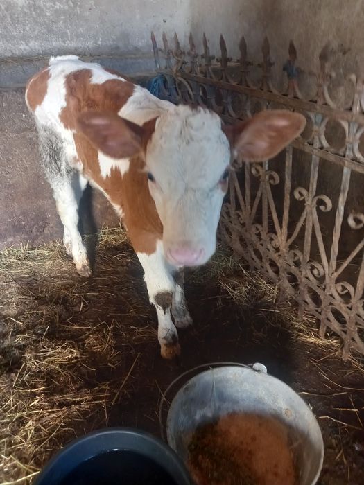 Vând vitea mănâncă fan abrac