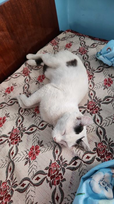 Отдам кота бесплатно