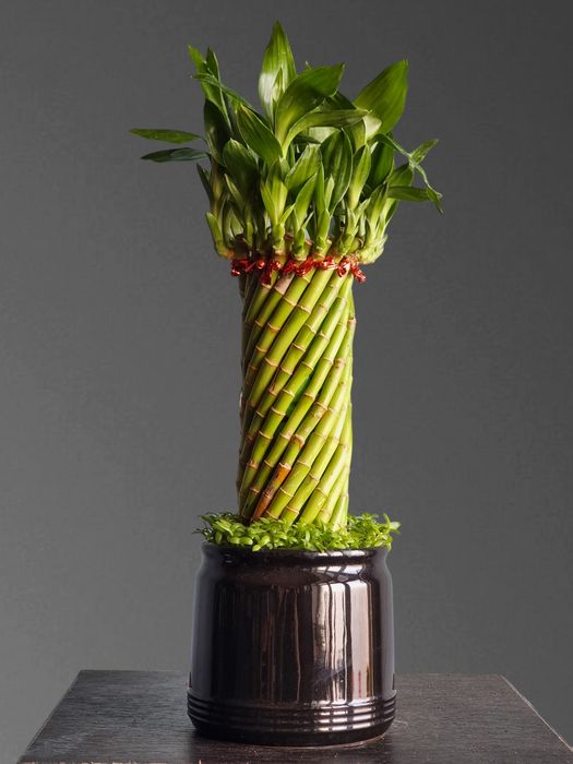 Бамбук для вашего дома и офиса орхидея орхидеи цветы гуллар