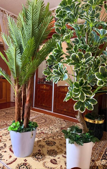 Gullar bo’yi 1,80 m dan 2,1 metr gacha