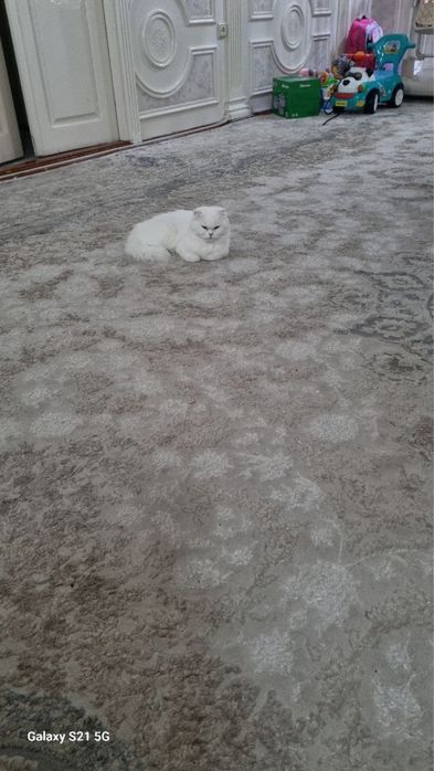 Чистокровная Скотиш-фолд Шотландская вислоухая кошка