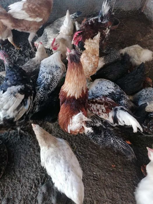 Петли свободно гледани