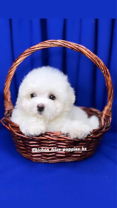 Французкая болонка