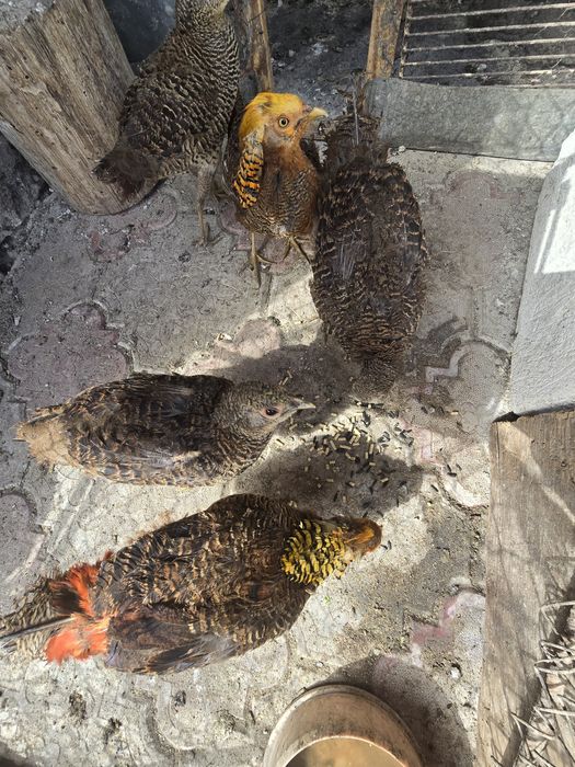 Vand fazani de anul trecut ! Si oua de fazan 10 lei bucata !