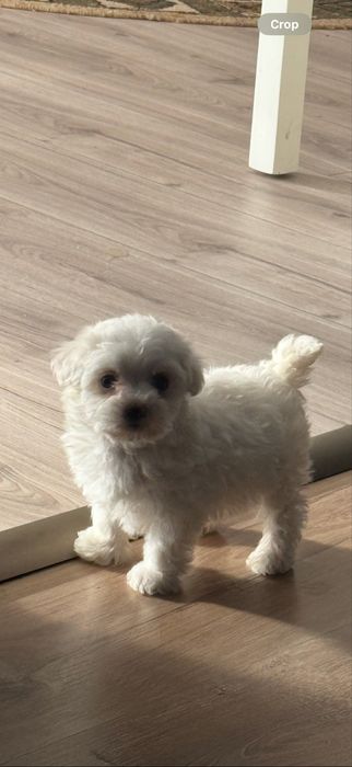 Bichon Frise - Pui - Carnet de sanatate si Microcipare