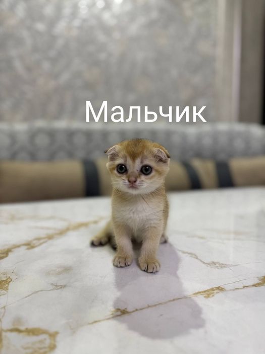 Чистокровные котёнка