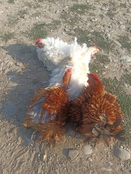 Vând cocoș de rasa ciufuliți