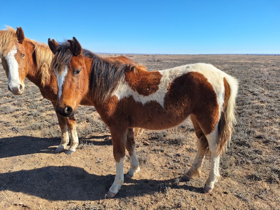 Бир уйир жылкы сатылады