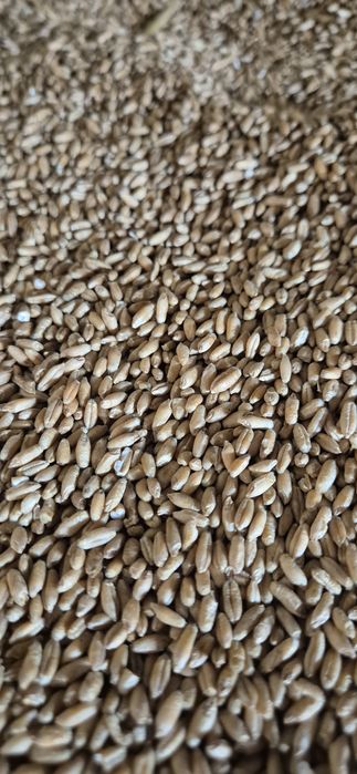 Triticale pentru semanat sau furajat