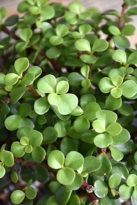 Портулакария афра (Portulacaria afra) — 25 см