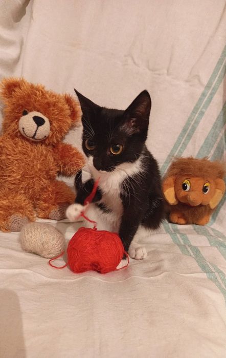 Котенок Муиза (Музя) девочка 5месяцев